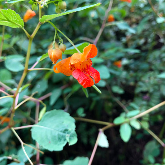 Impatiens capensis - Orange Jewelweed - 15+ Seeds