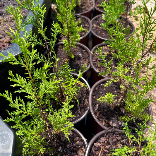 Chamaecyparis thyoides - New Jersey Ecotype - Atlantic White Cedar Tree - Seedling