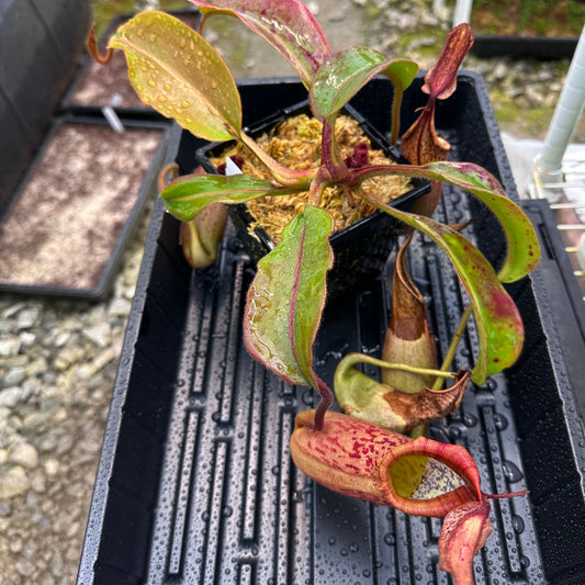 Nepenthes epiphytica x veitchii (Striped Peristome) - Seed Grown Plant - AW