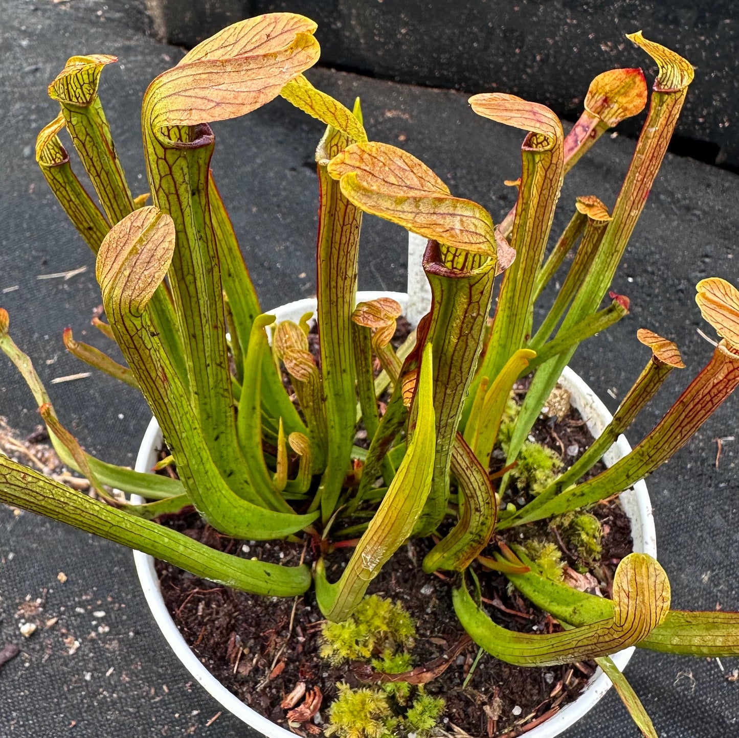 Sarracenia rubra subsp. rubra - Long Lid - Onslow Co, NC. - Rooted Division - MW