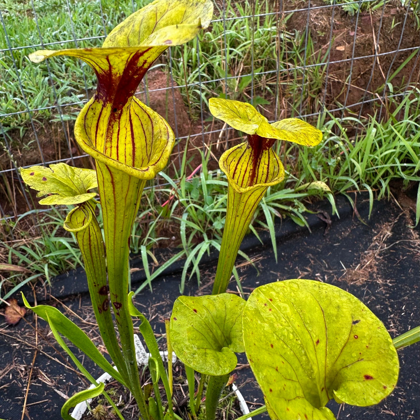 Sarracenia flava var. ornata - Red Throat - Walton Co, FL. - Rooted Division - MW