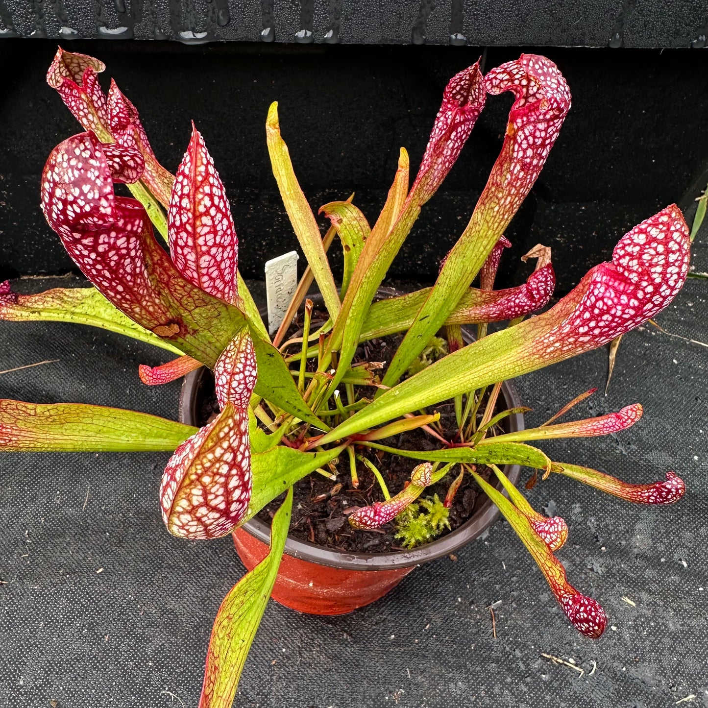 Sarracenia x Wrigleyana - Rooted Division