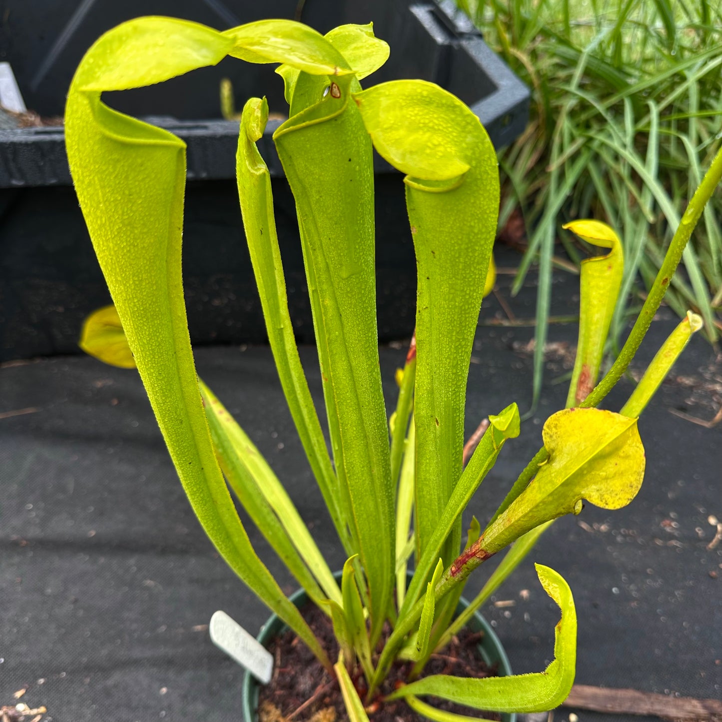 Sarracenia flava x minor - Rooted Division