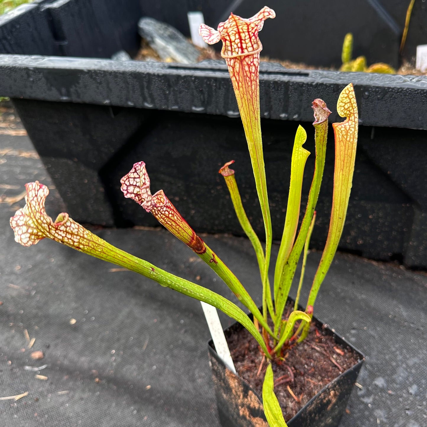 Sarracenia 'Daniel Rudd' - Rooted Division