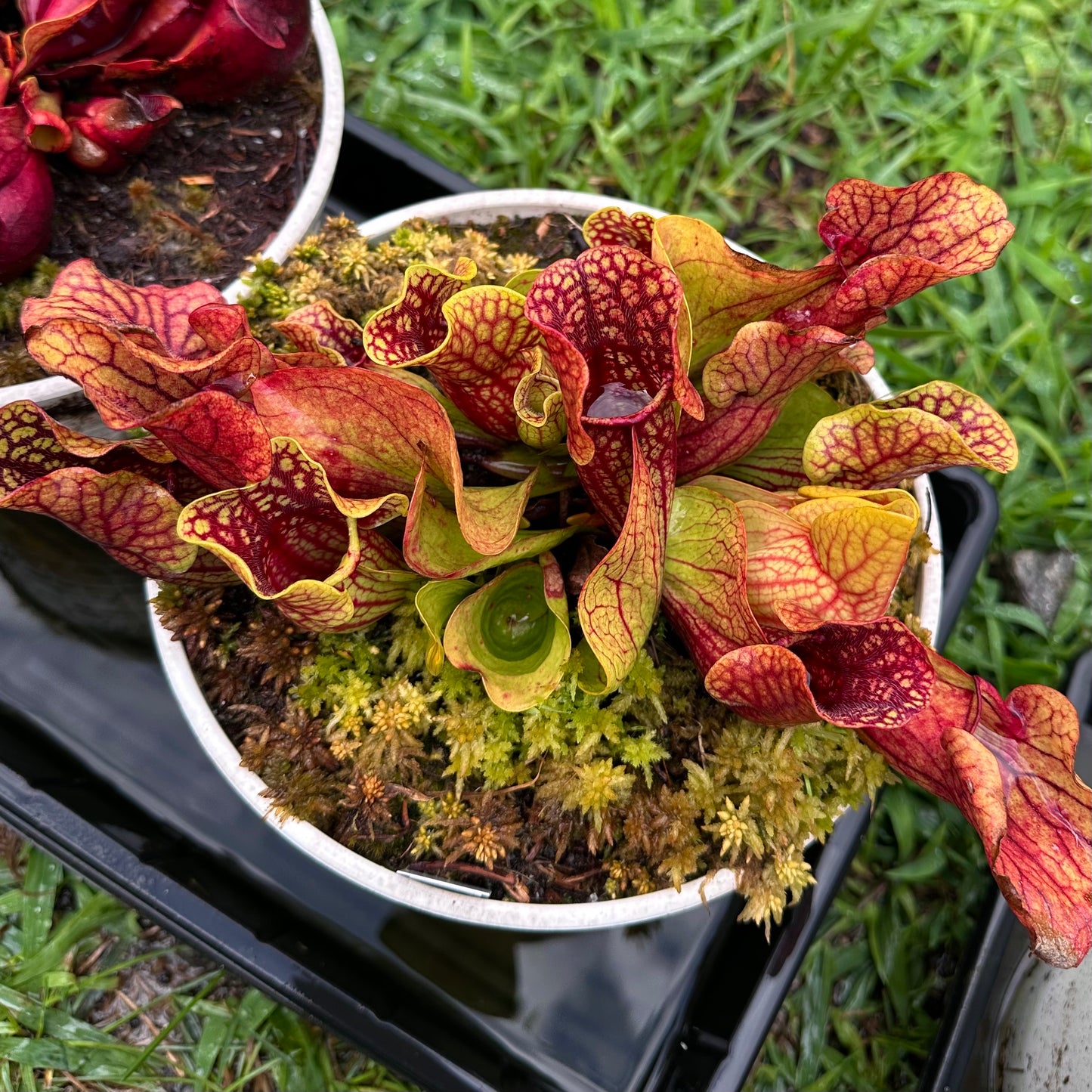 Sarracenia purpurea var. venosa - Montgomery Co, NC. - Rooted Division - MW