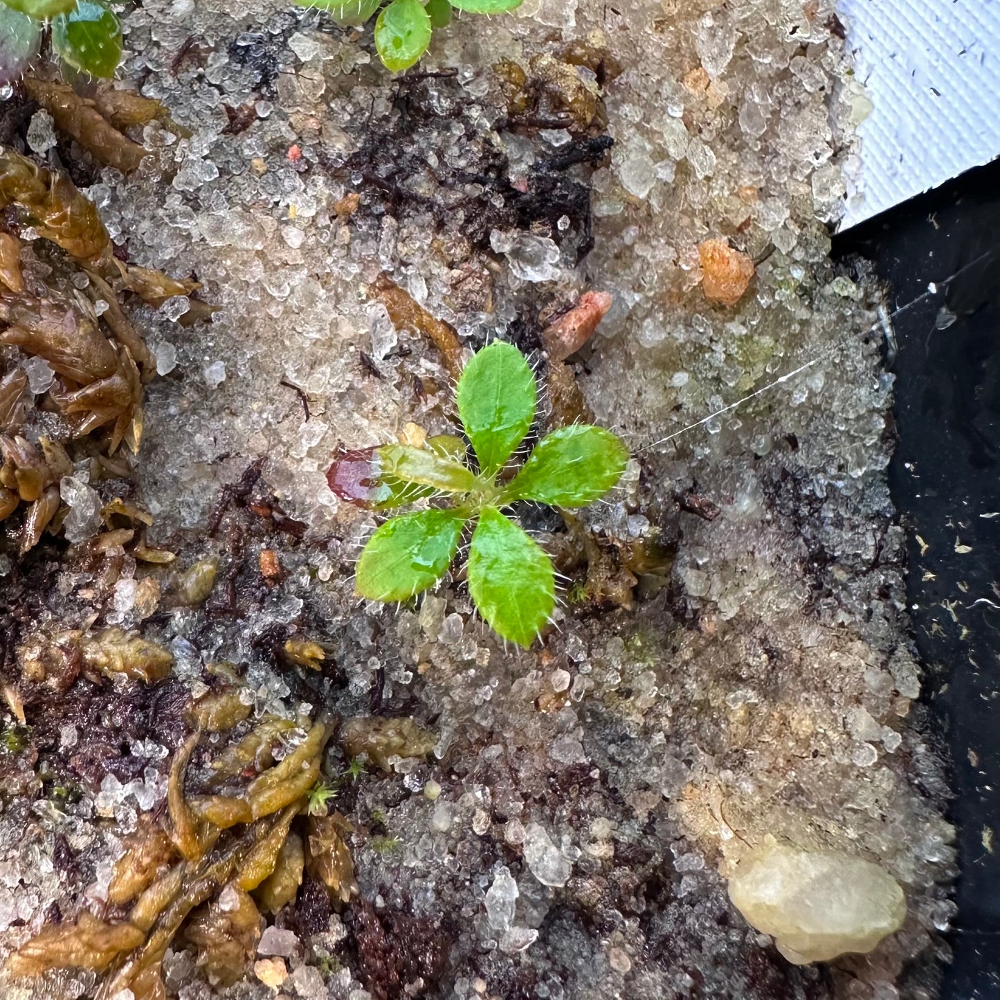 Rhododendron flammeum - Oconee Azalea - Fulton County, GA Ecotype - Seedling