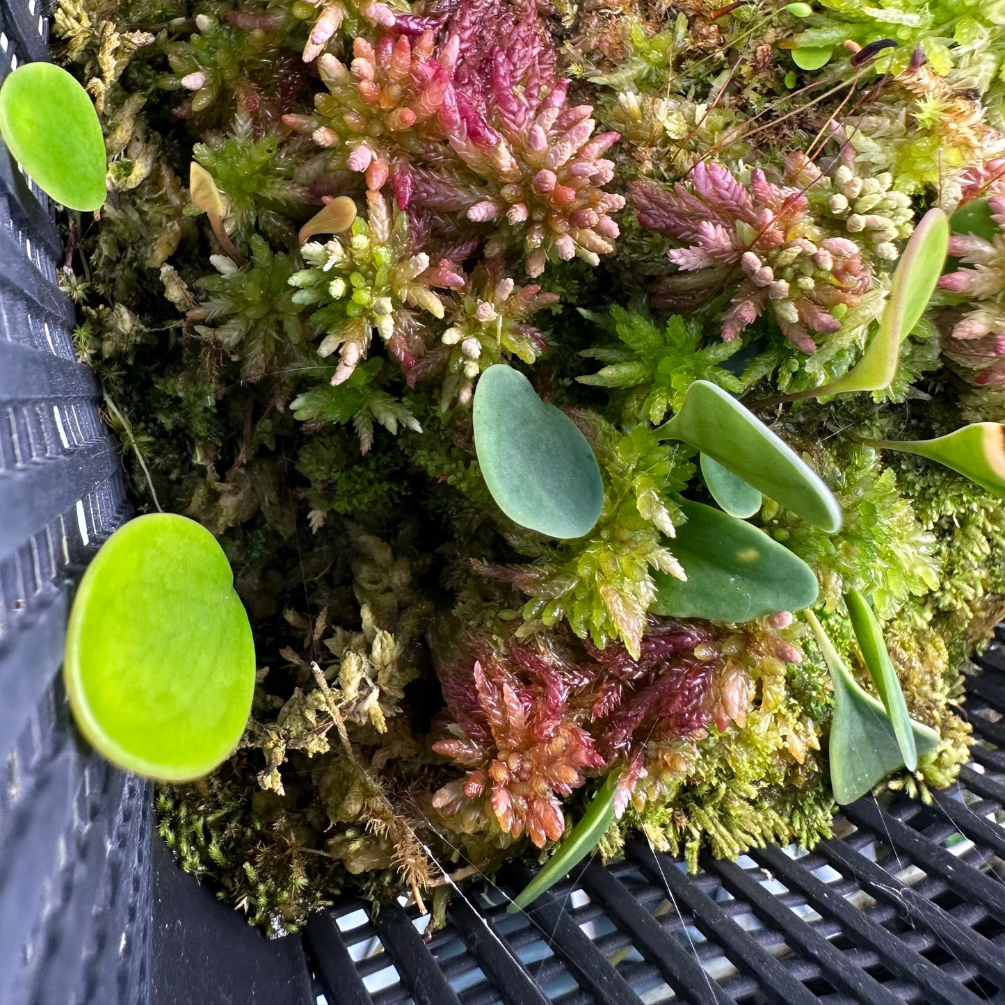Utricularia quelchii Ilu Tepuis - Epiphytic Bladderwort - Division - JH