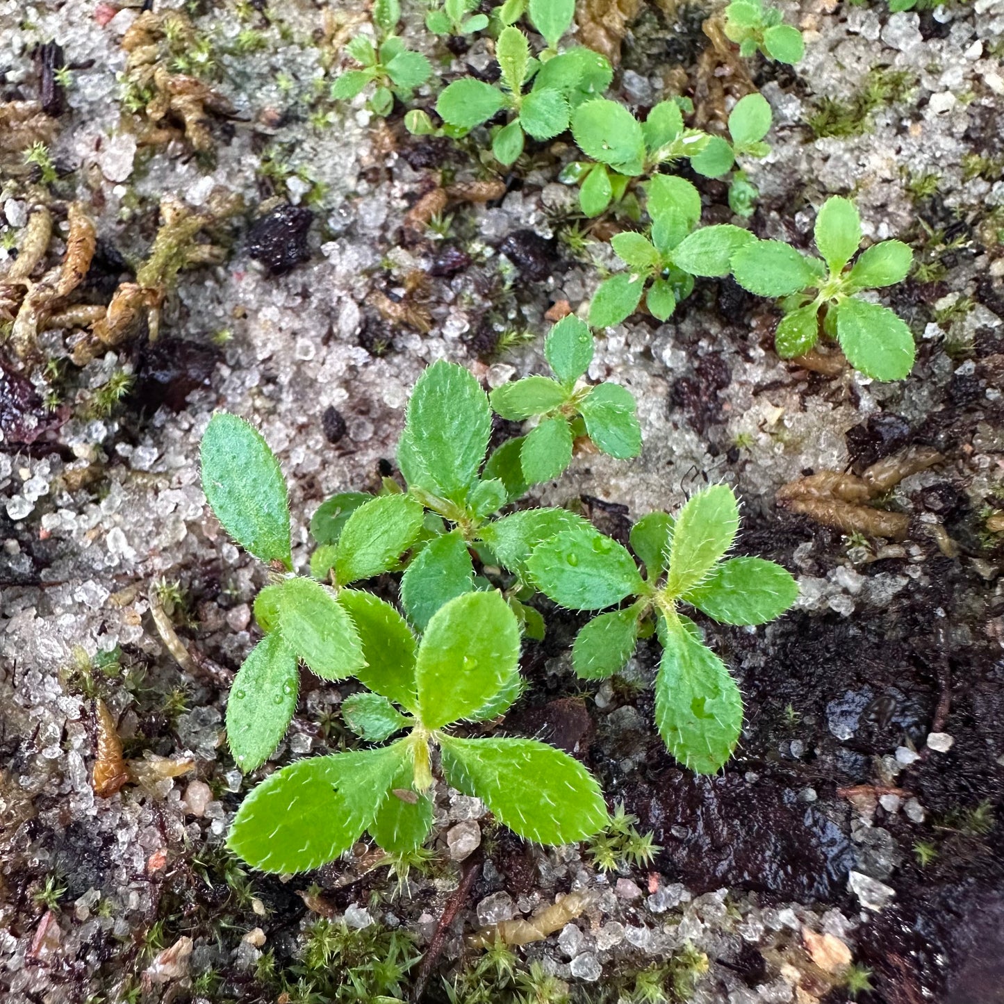 Rhododendron calendulaceum - Flame Azalea - Rabun County, GA Ecotype - Seedling