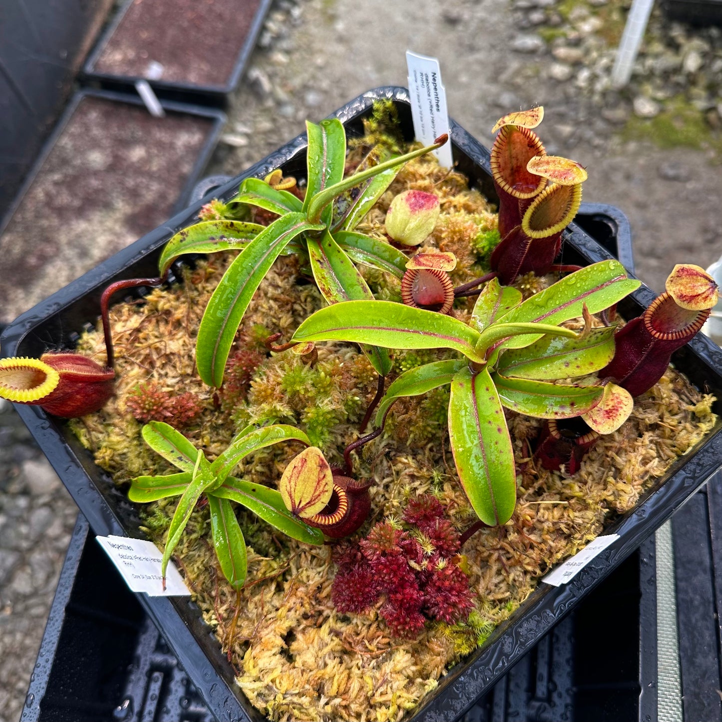 Nepenthes diabolica Compot - Clones 4, 13, 14 - Sulawesi - AW