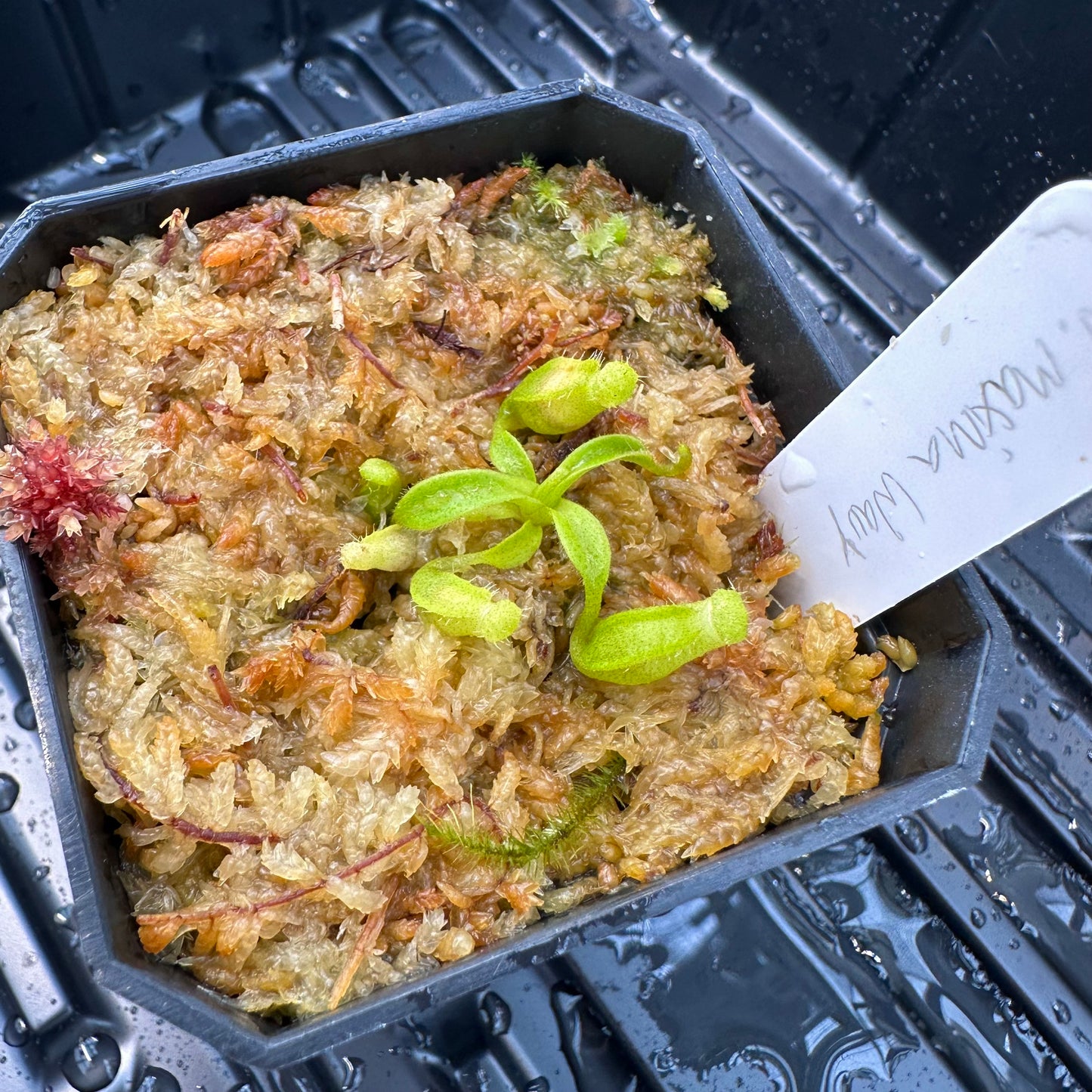Nepenthes maxima Wavy - Seed Grown Plant