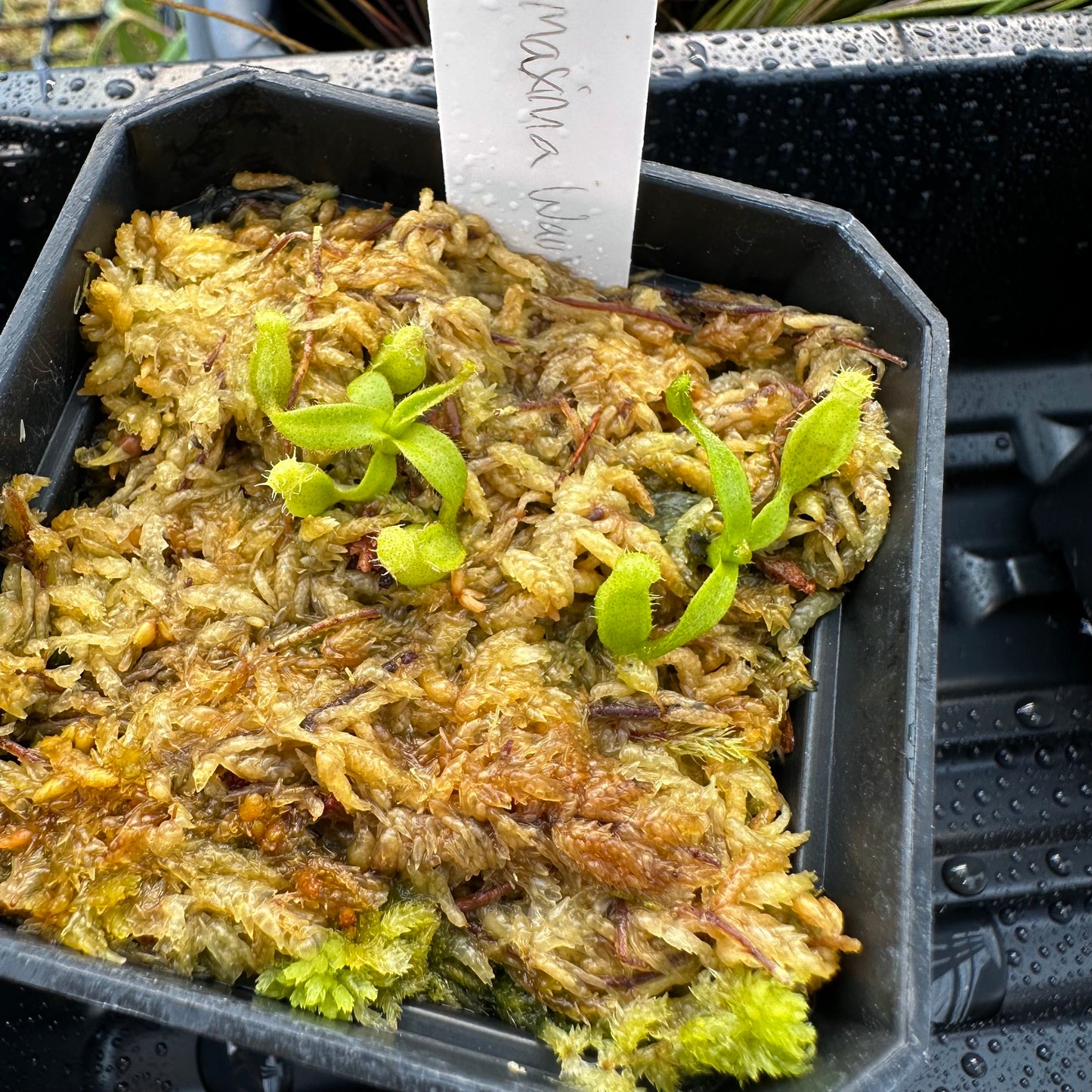 Nepenthes maxima Wavy - Seed Grown Plant