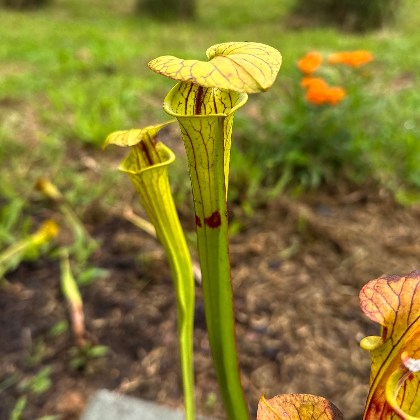 Sarracenia flava var. cuprea - Clone A - Brunswick Co, NC. - Rooted Division - MW