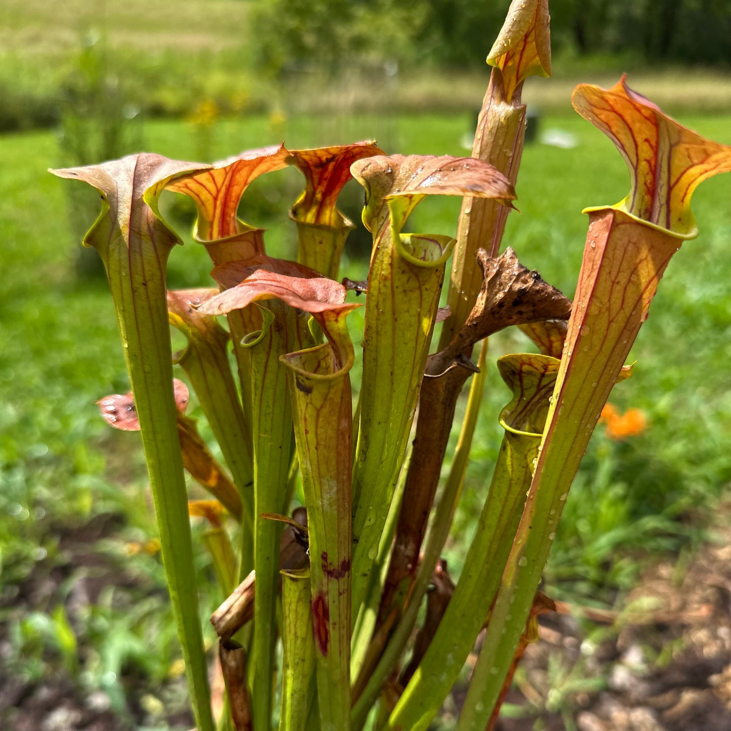 Sarracenia flava var. cuprea - Unknown Locale - Rooted Division