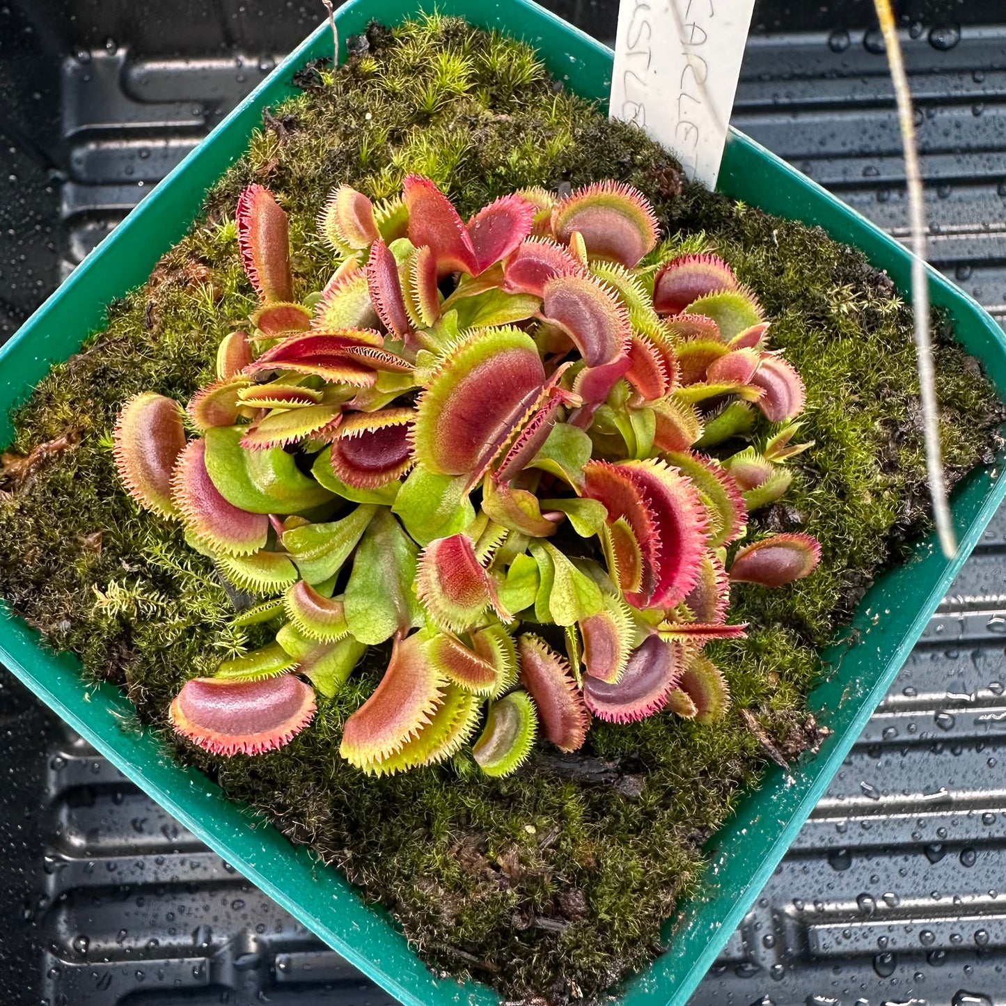 Dionaea muscipula - Venus Flytrap - 'Scarlet Bristle' - Exact Division