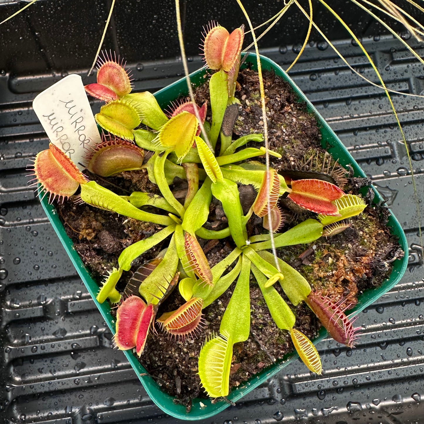 Dionaea muscipula - Venus Flytrap - 'Mirror' x 'Mirror' Seedling - Exact Division