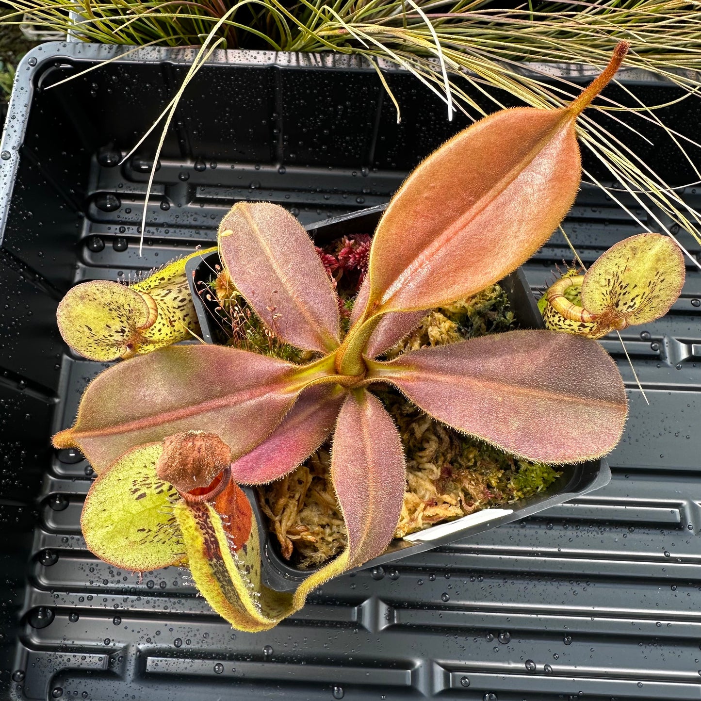 Nepenthes platychila - Seed Grown Plant - Horticultural