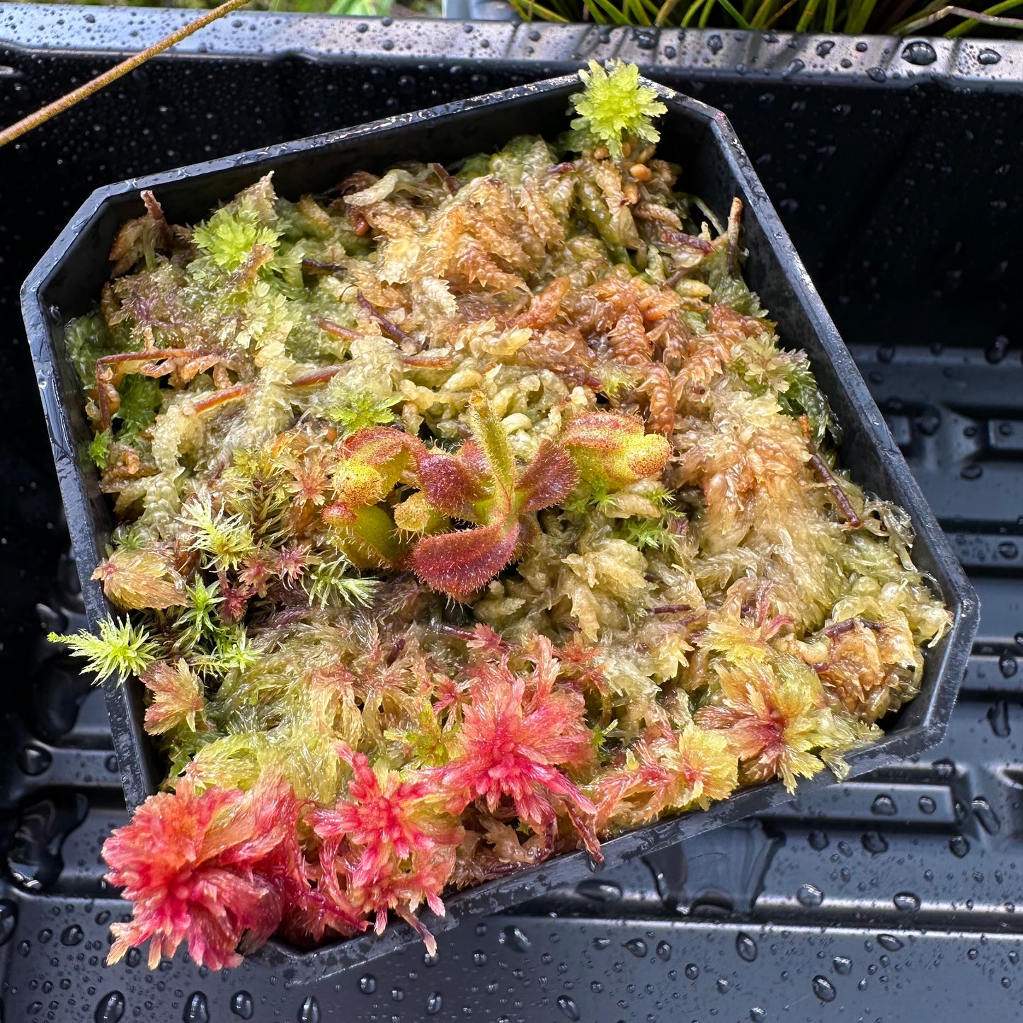Nepenthes veitchii ('Orange' x 'Candy Dreams') - Seed Grown Plant