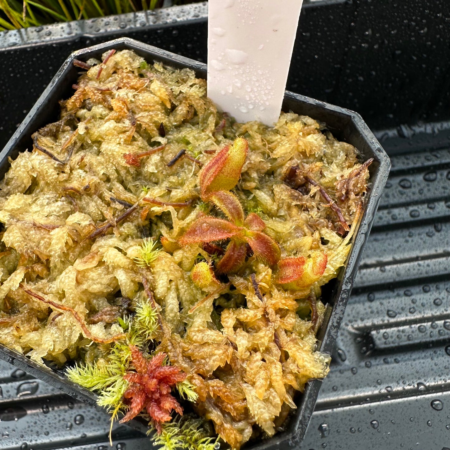 Nepenthes veitchii ('Orange' x 'Candy Dreams') - Seed Grown Plant