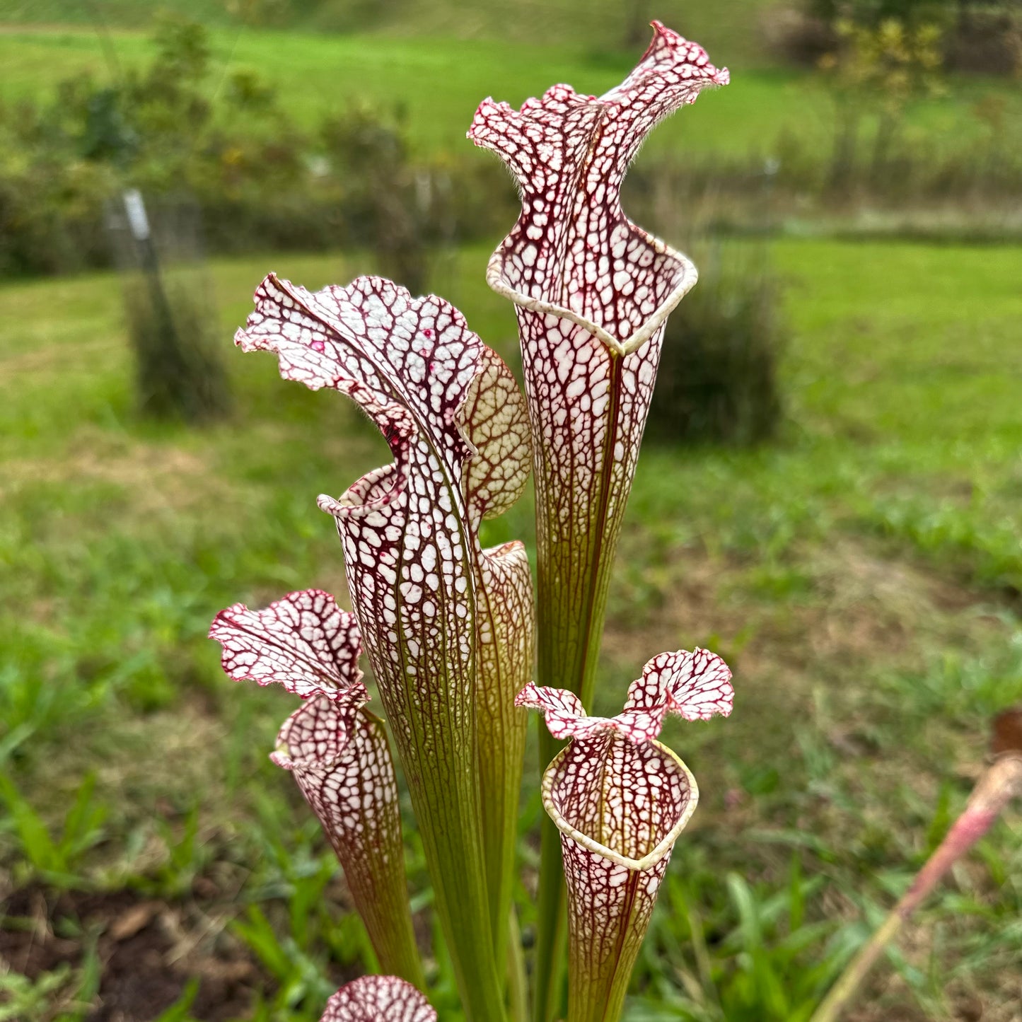 Sarracenia leucophylla - 'Clone 1' - Washington Co, AL. - Rooted Division - MW