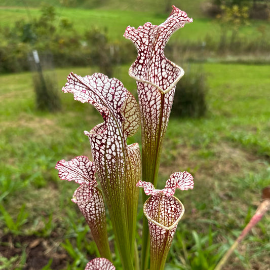 Sarracenia leucophylla - 'Clone 1' - Washington Co, AL. - Rooted Division - MW