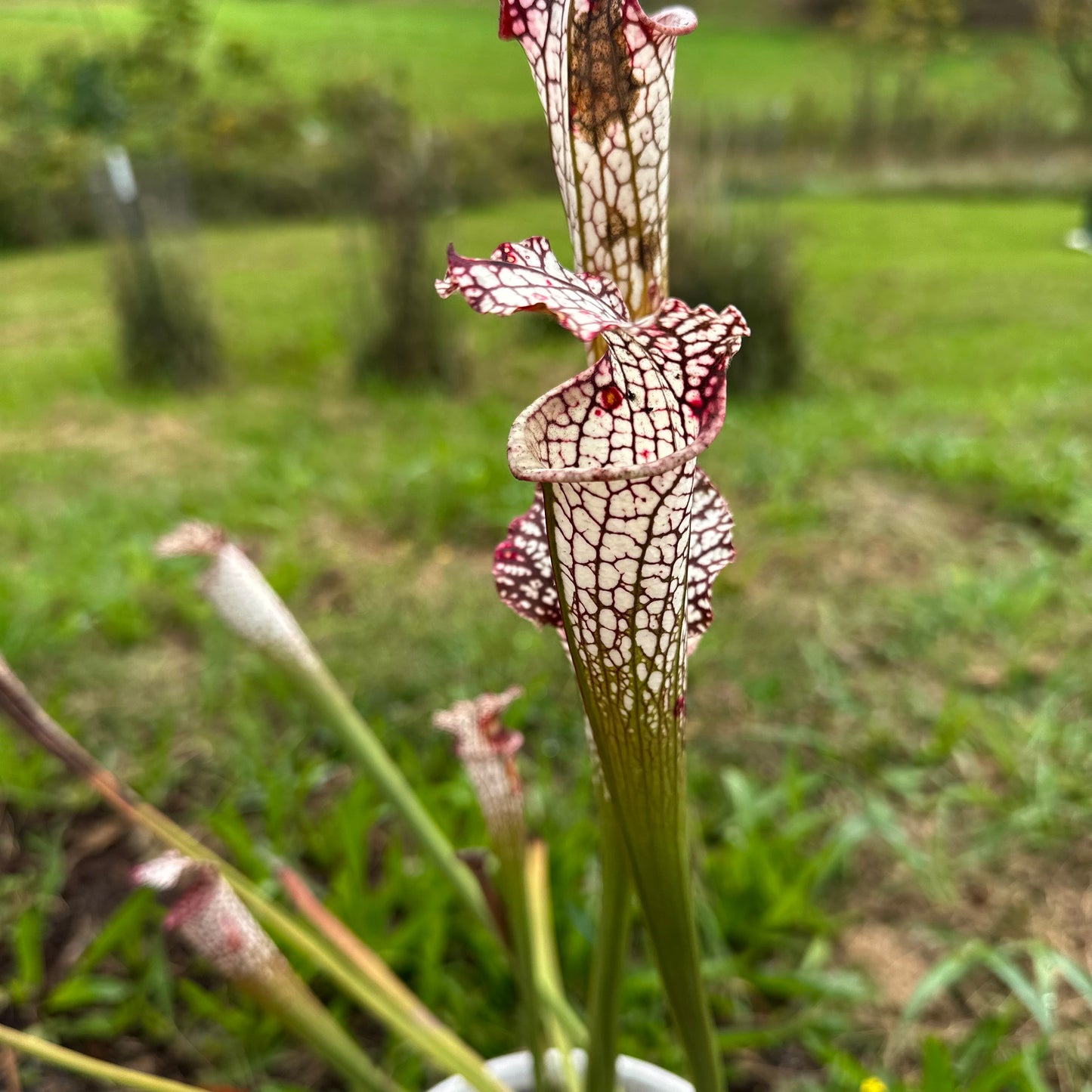 Sarracenia leucophylla - 'Vigorous Outstanding' - Washington Co, AL. - Rooted Division - MW