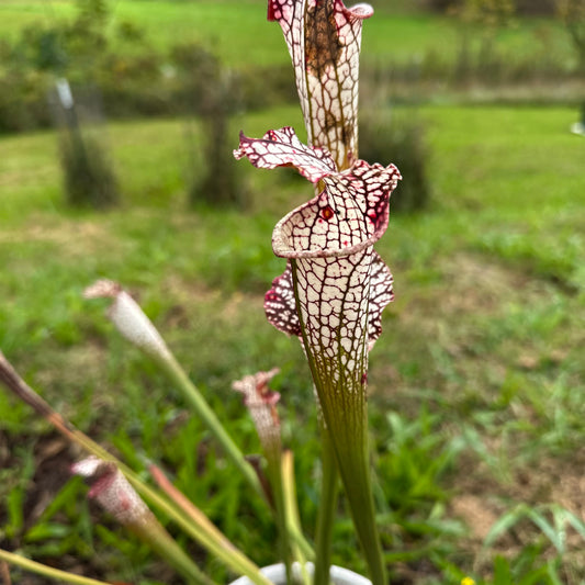 Sarracenia leucophylla - 'Vigorous Outstanding' - Washington Co, AL. - Rooted Division - MW