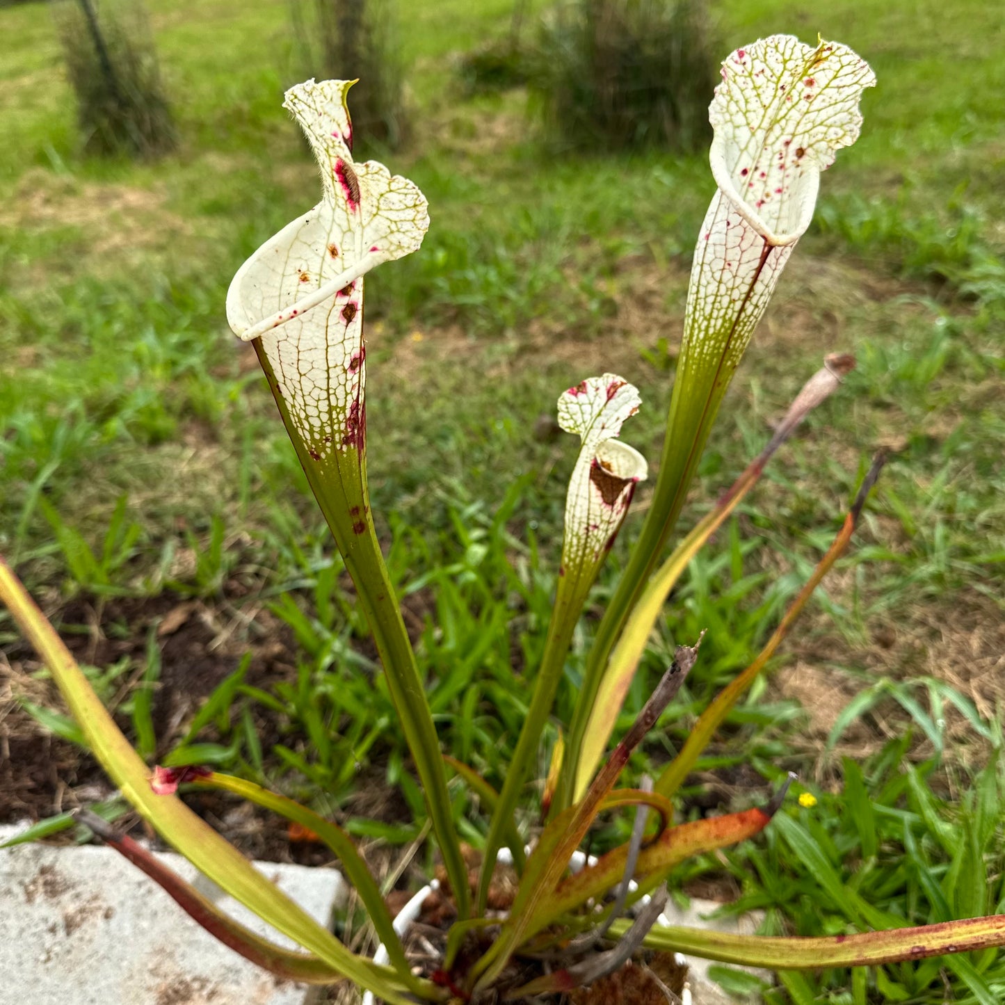 Sarracenia leucophylla var. alba - 'Clone A' - Hurricane Creek, AL. - Rooted Division - MW