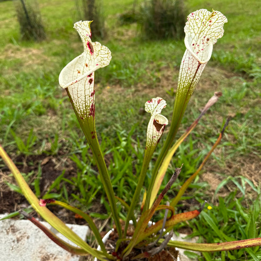 Sarracenia leucophylla var. alba - 'Clone A' - Hurricane Creek, AL. - Rooted Division - MW