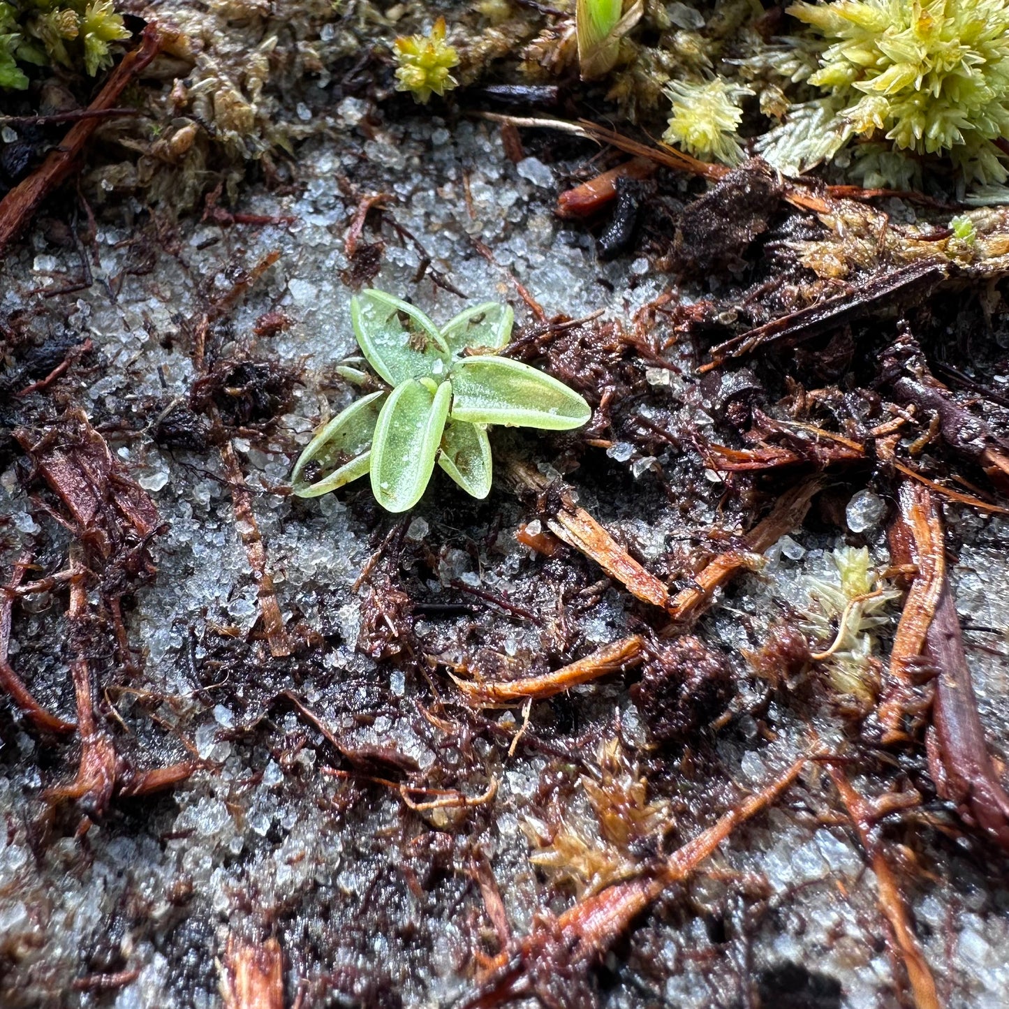 Pinguicula caerulea - Blue Butterwort - Seedling - Exact Plant