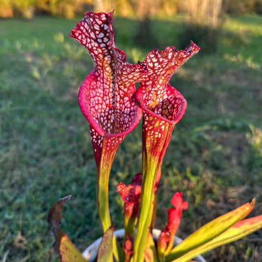 Sarracenia leucophylla - 'RED' - Franklin Co, FL. - Rooted Division - MW
