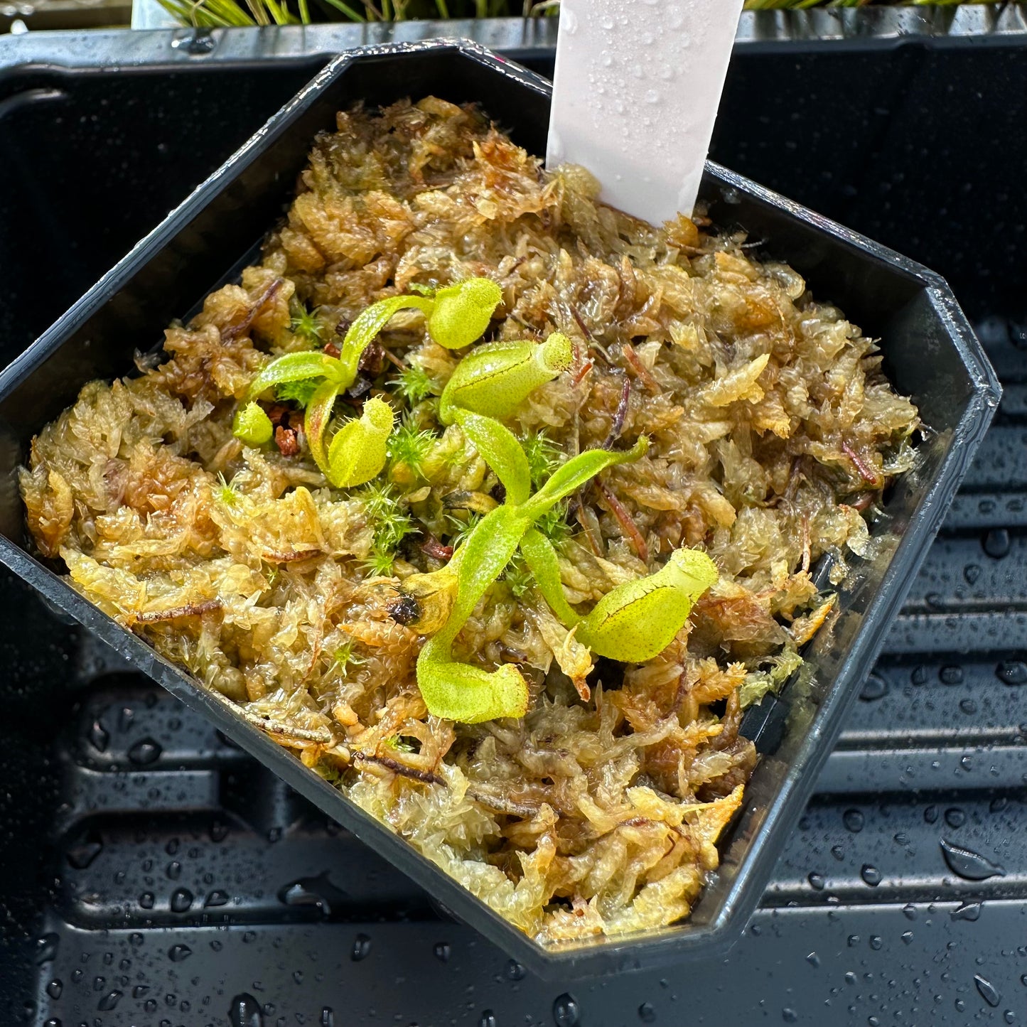 Nepenthes maxima Wavy - Seed Grown Plant