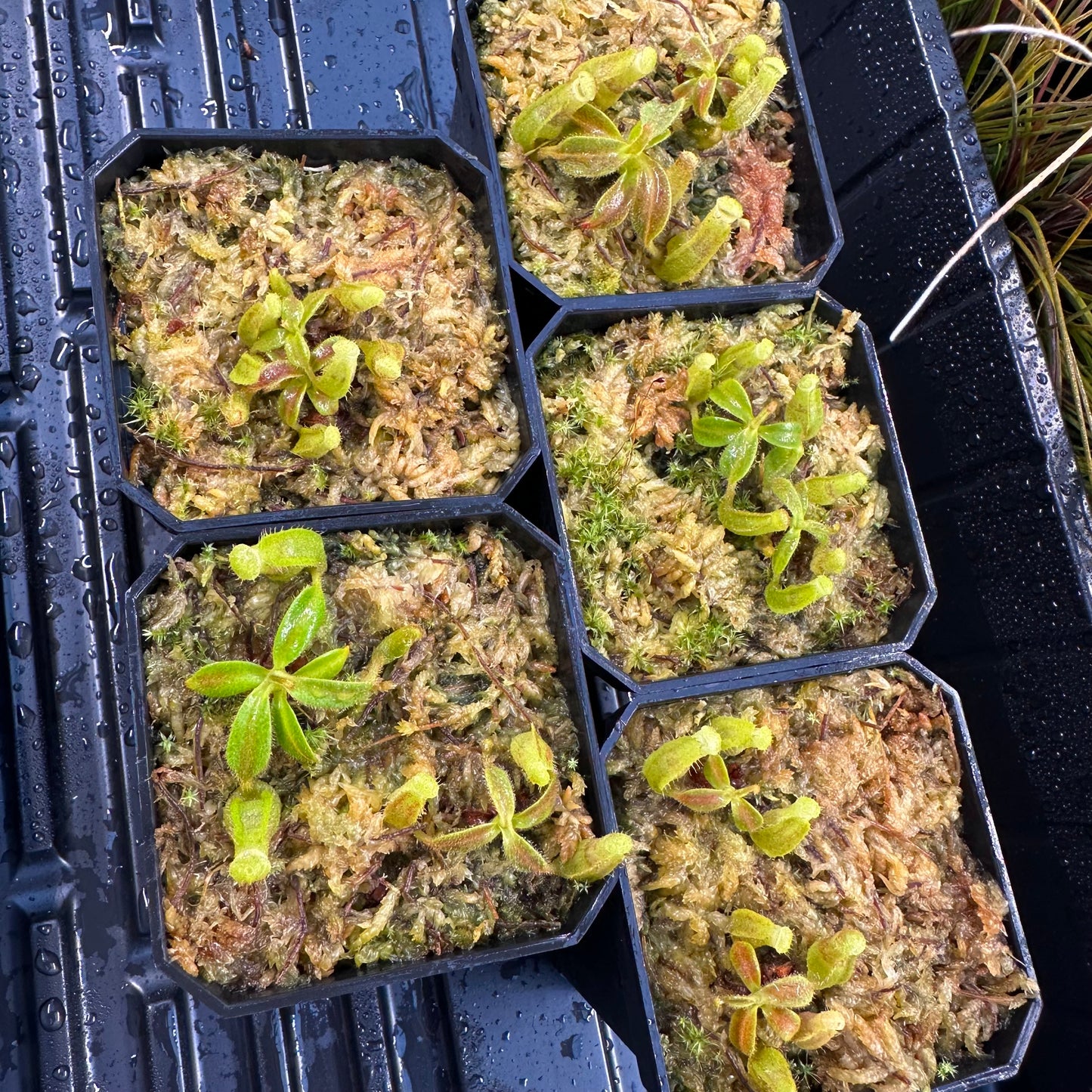 Nepenthes maxima Wavy x veitchii 'Candy Dreams' - 10+ Seedlings 1