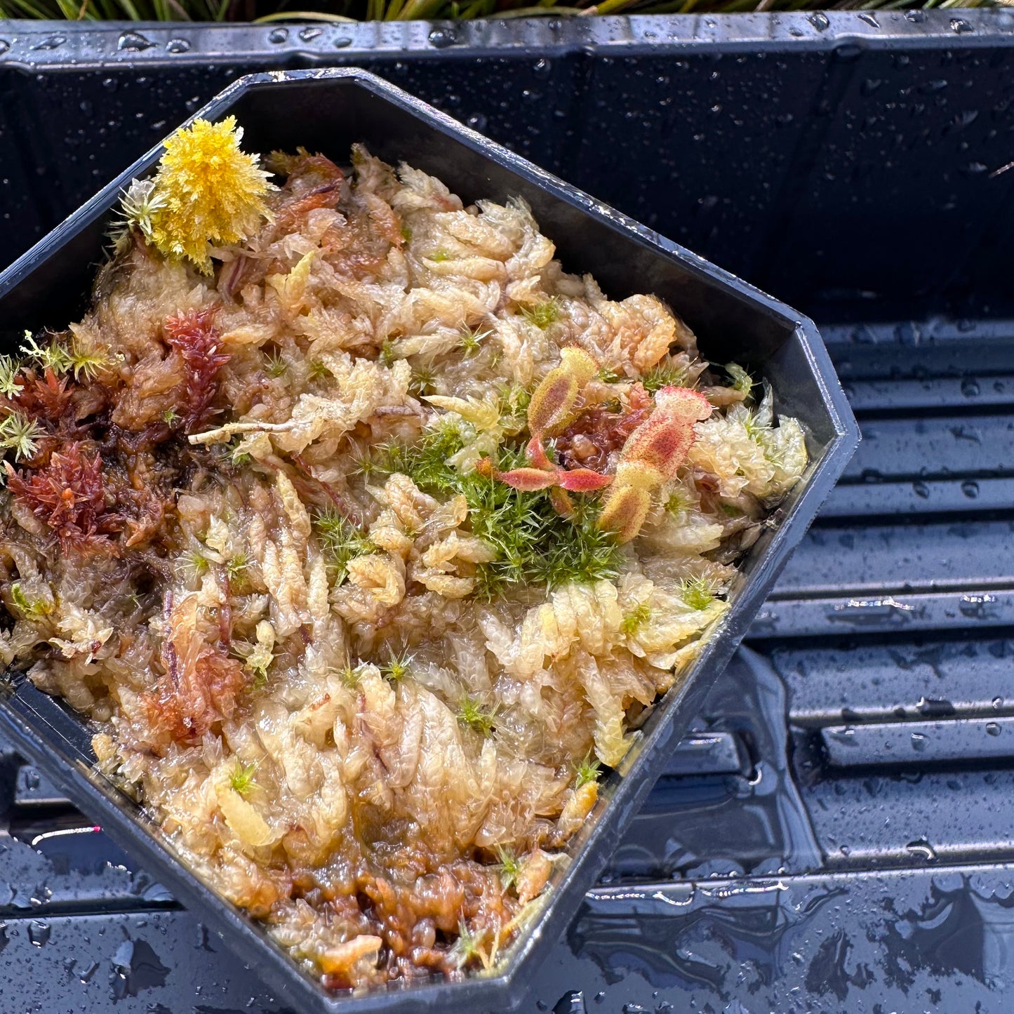 Nepenthes veitchii ('Murud' x 'Candy') x x Trusmadiensis - Seed Grown Plant