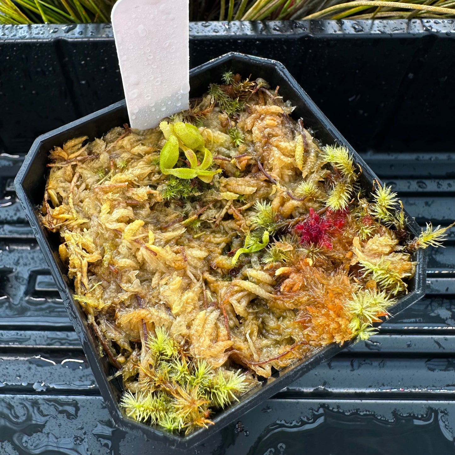 Nepenthes maxima Wavy - Seed Grown Plant