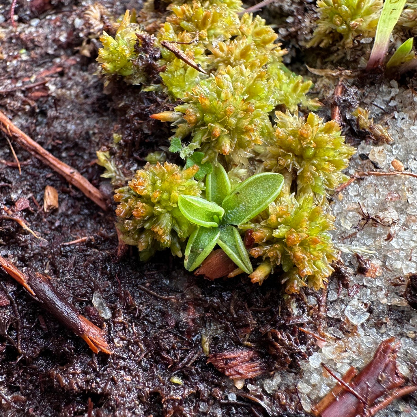 Pinguicula caerulea - Blue Butterwort - Seedling - Exact Plant