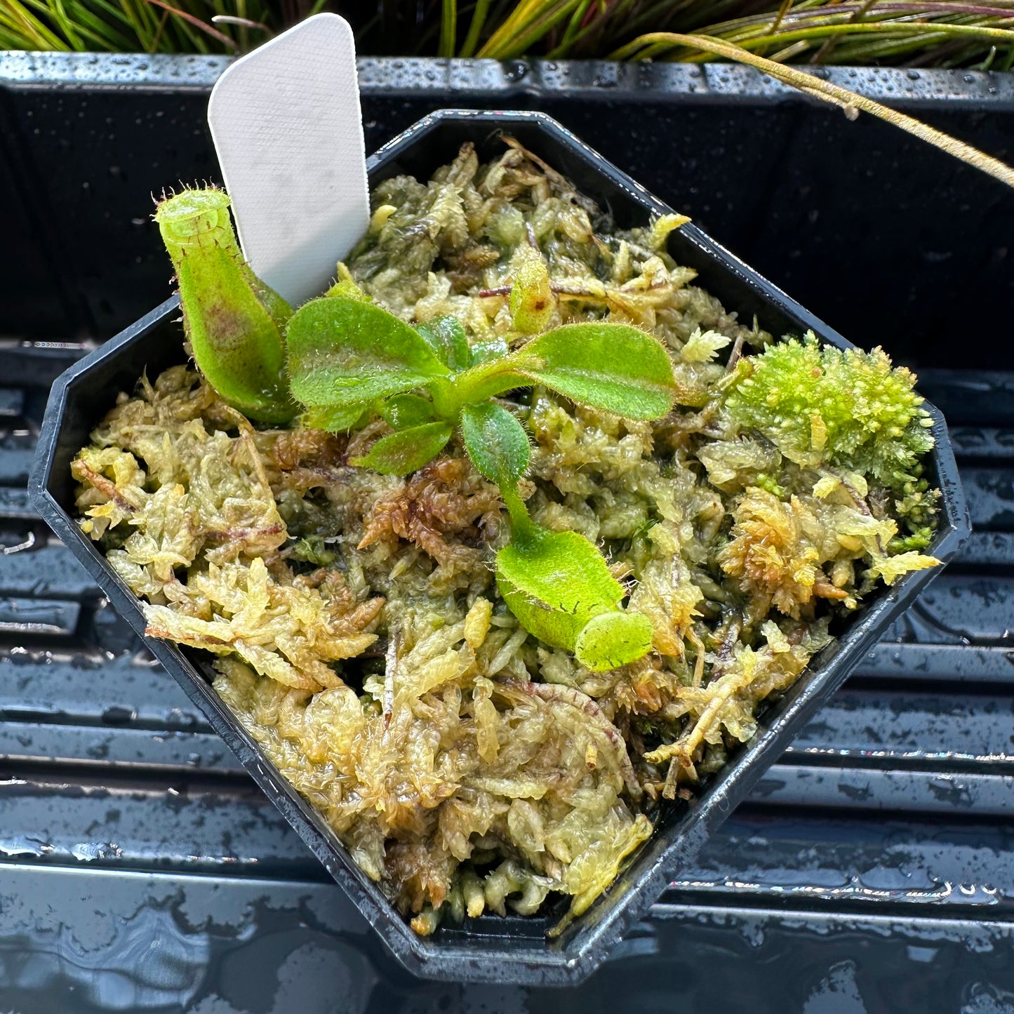 Nepenthes maxima Wavy x veitchii 'Candy Dreams' - Seed Grown Plant