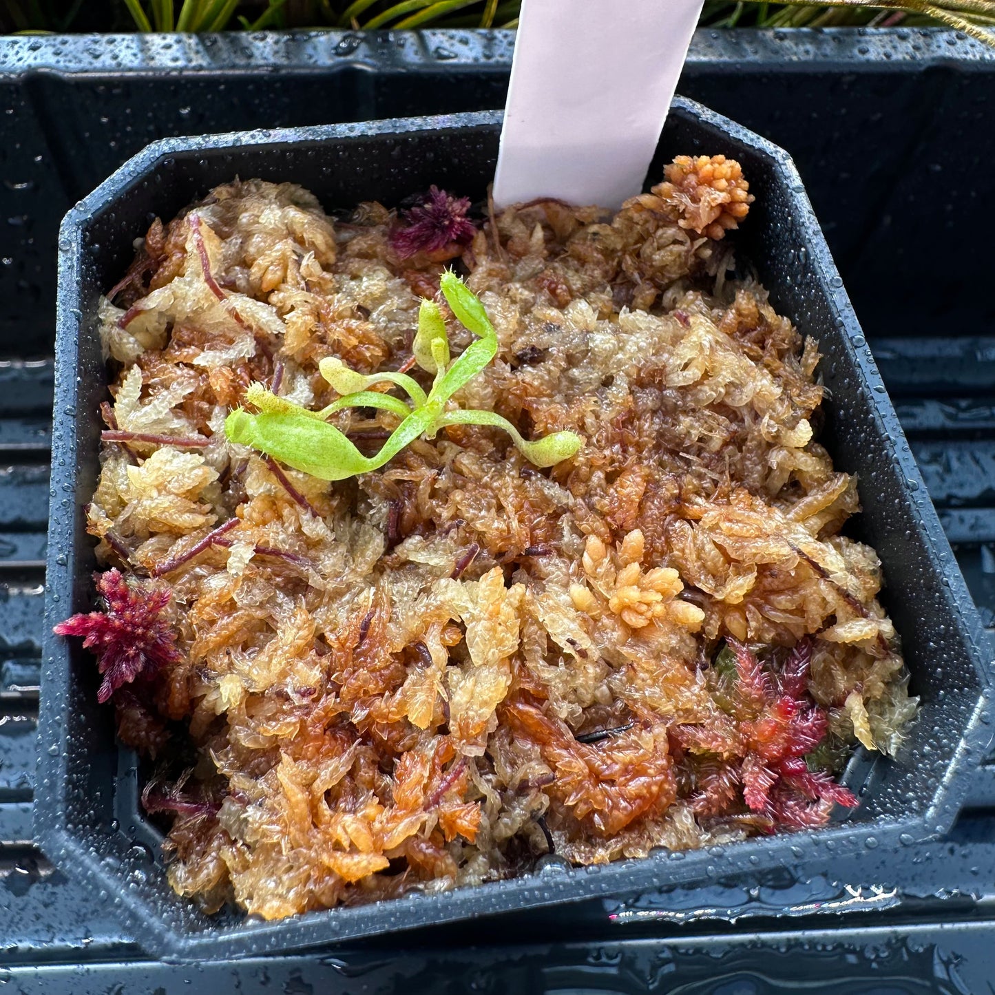 Nepenthes maxima Wavy - Seed Grown Plant