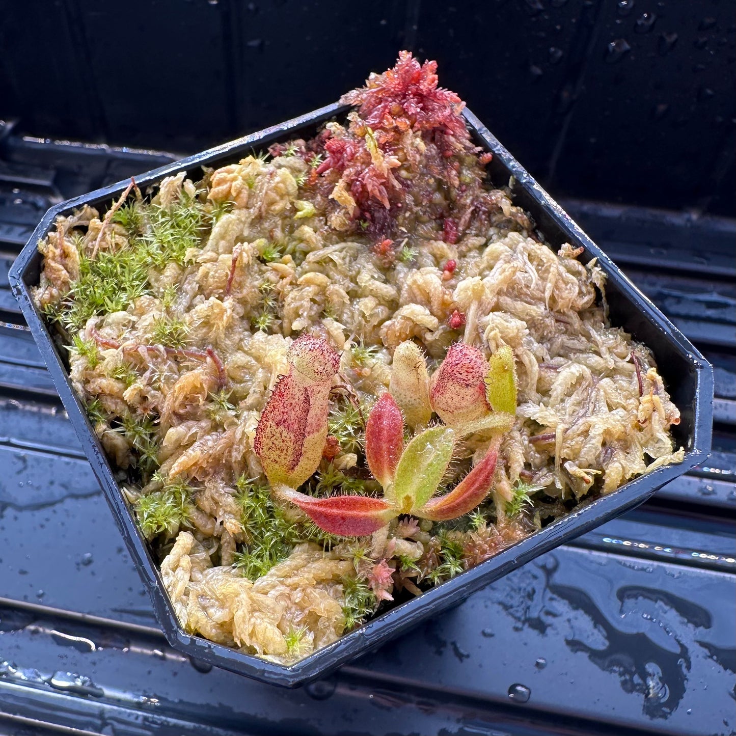 Nepenthes maxima Wavy - Seed Grown Plant