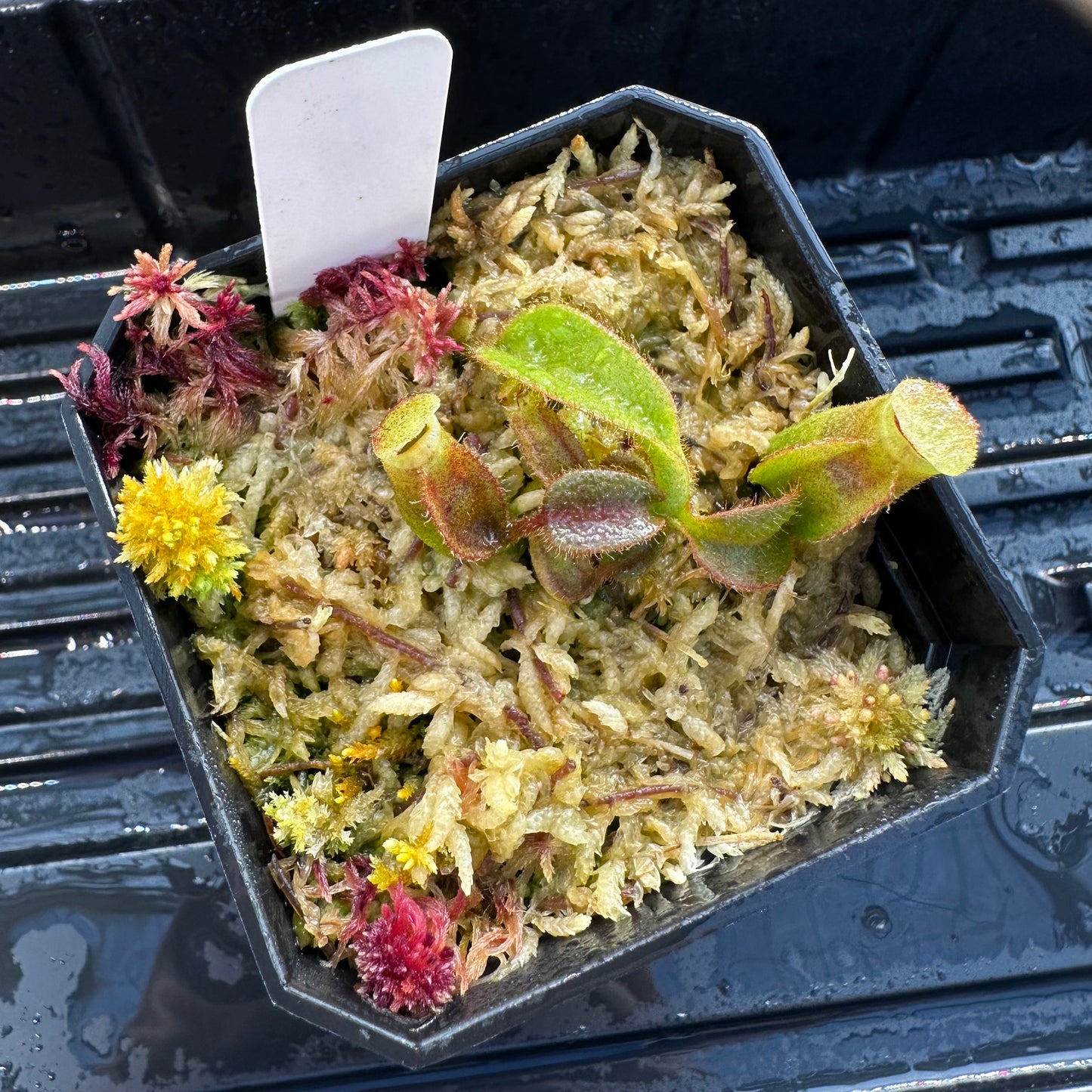 Nepenthes veitchii ('Orange' x 'Candy Dreams') - Seed Grown Plant