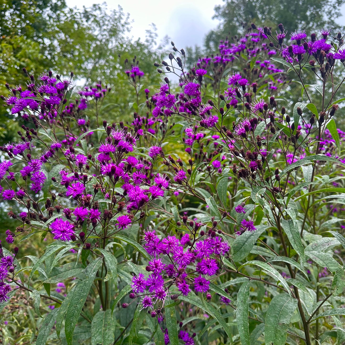 Vernonia noveboracensis - Tall Ironweed - 50+ Seeds - Clay County, NC Ecotype