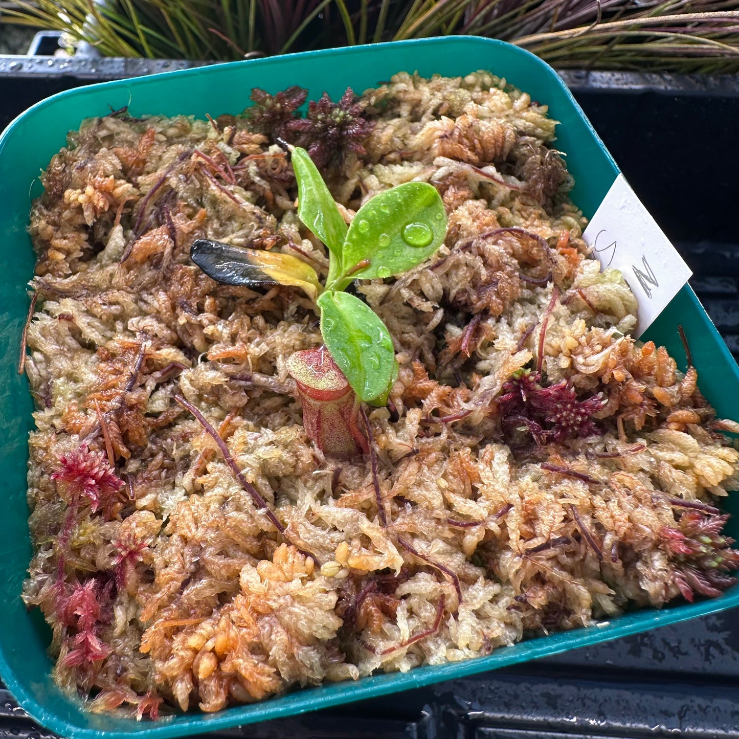 Nepenthes rajah - Seed Grown Plant - Horticultural - JS