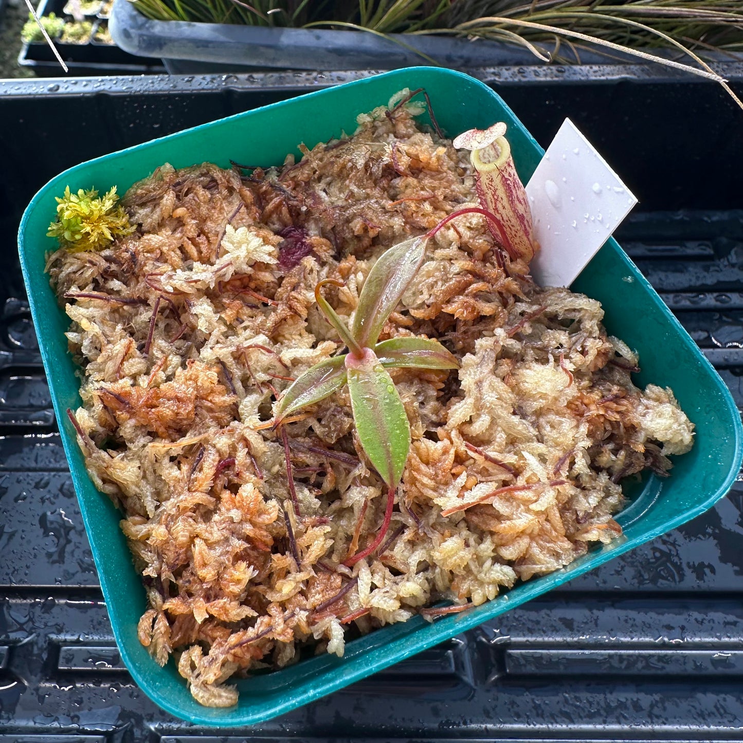 Nepenthes ulukaliana - Seed Grown Plant - Genting Highlands - JH