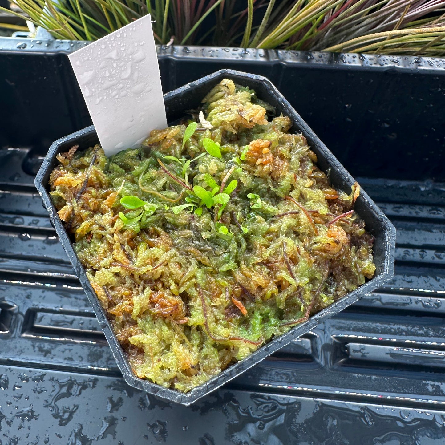 Utricularia alpina - Seed Grown - DSH - Epiphytic Bladderwort - Exact Division