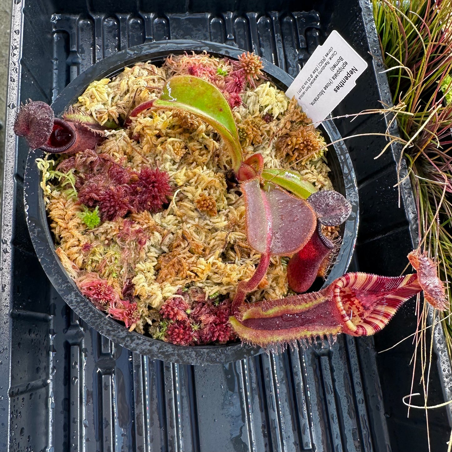 Nepenthes ephippiata - Random Clone Selection - Hose Mountains - AW