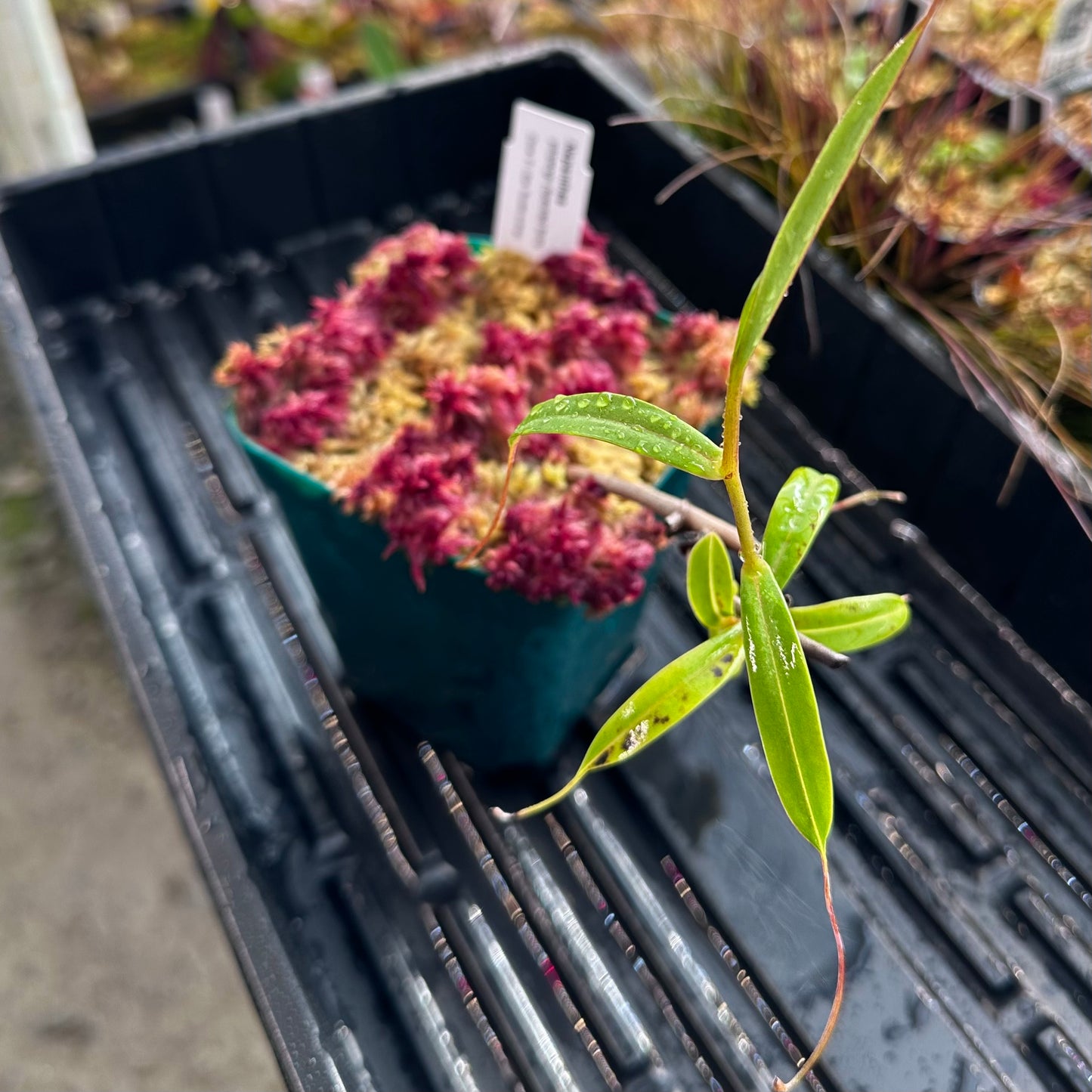 Nepenthes pitopangii (Speckled Form) - Clone 1 - Rooted Cutting - AW
