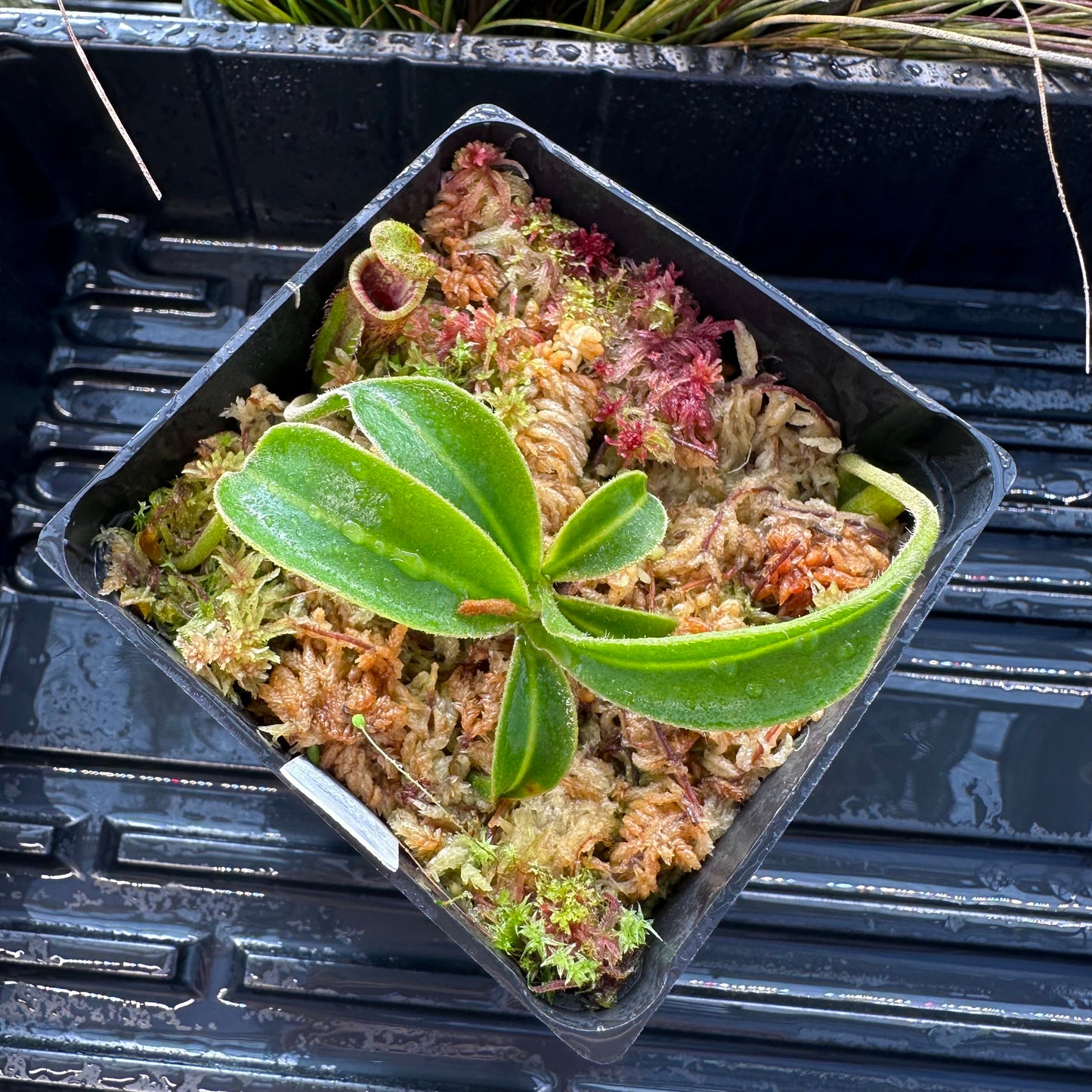 Nepenthes lowii - Clone 2 - Gunung Mulu - AW