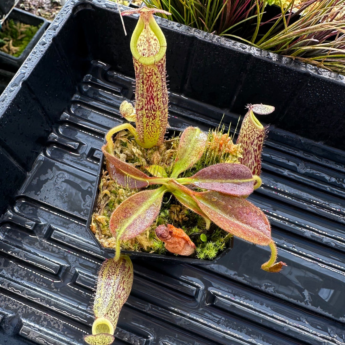 Nepenthes maxima Wavy - Seed Grown Specimen Plant