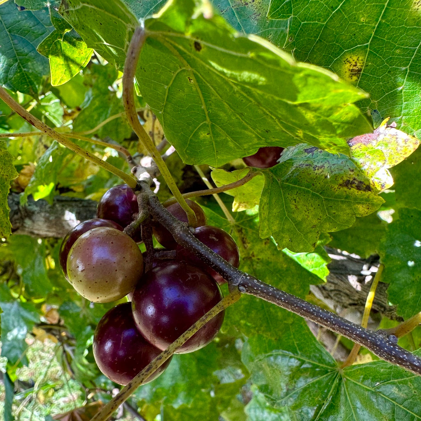 Vitis rotundifolia - Muscadine Grape 'Katuah' - 10+ Seeds - Madison County, NC Ecotype