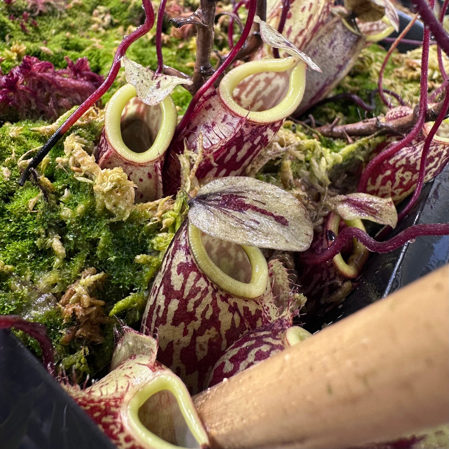 Nepenthes glabrata - Clone 1 - Sulawesi - AW - Unrooted Cuttings