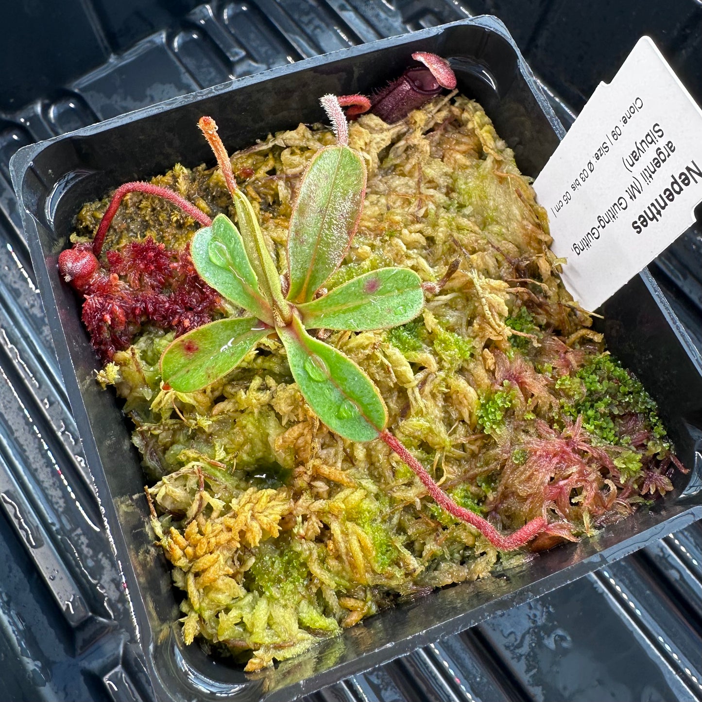 Nepenthes argentii - Clone 9 - Mt. Guiting-Guiting - AW